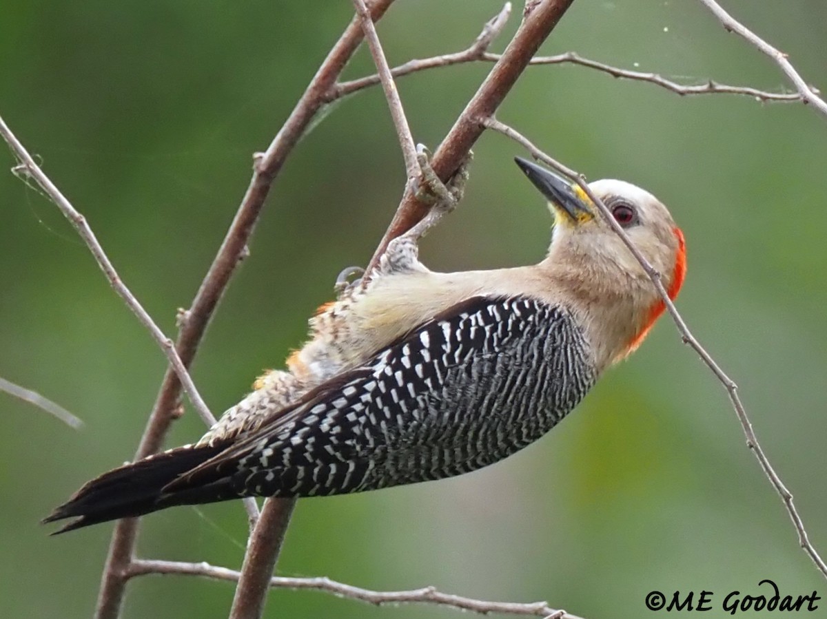 Yucatan Woodpecker - ML208530831