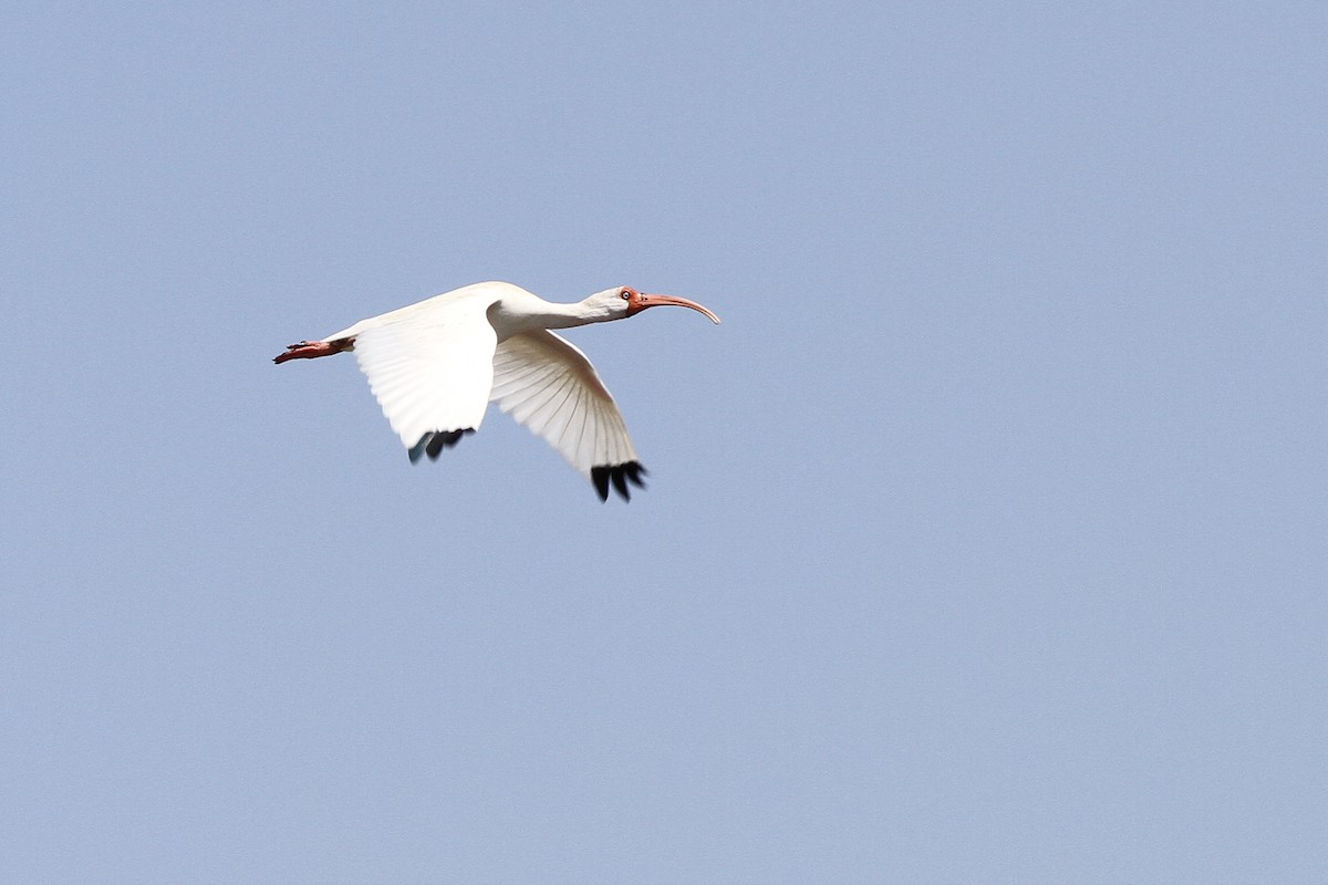 White Ibis - Carlos Funes