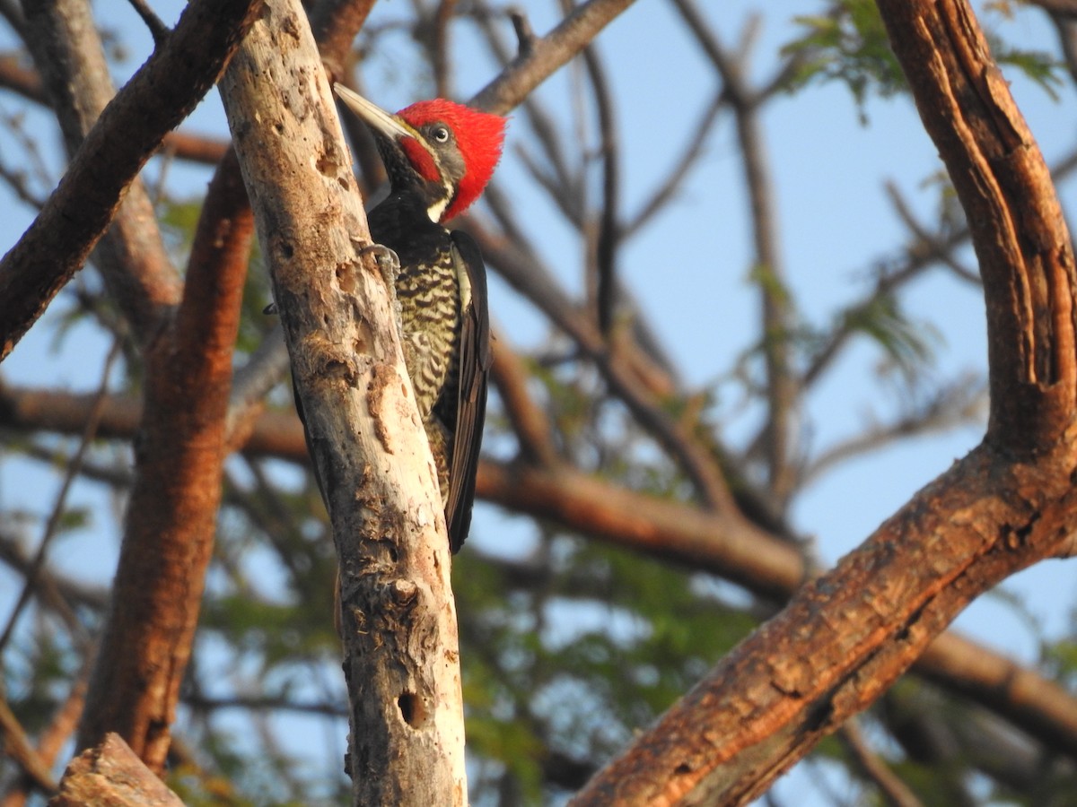 Lineated Woodpecker - ML208535591