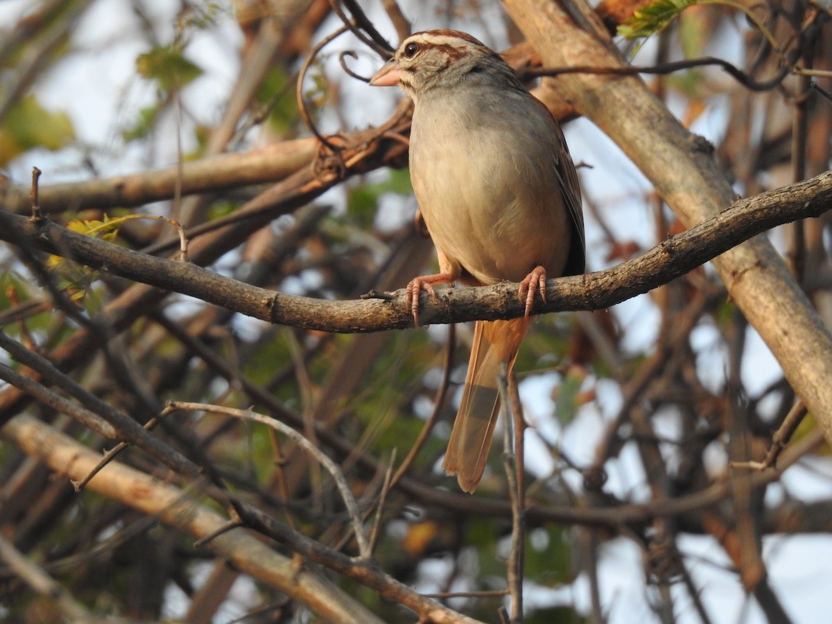 Cinnamon-tailed Sparrow - ML208535781