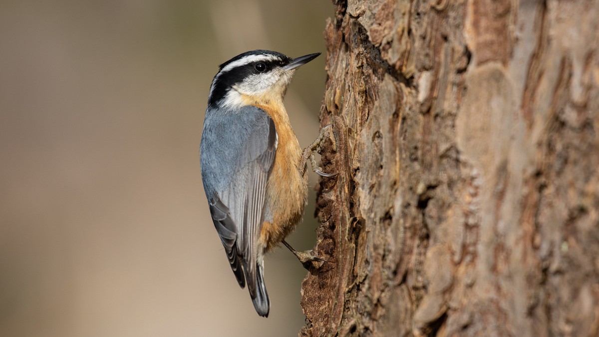 Red-breasted Nuthatch - Eric Ellingson