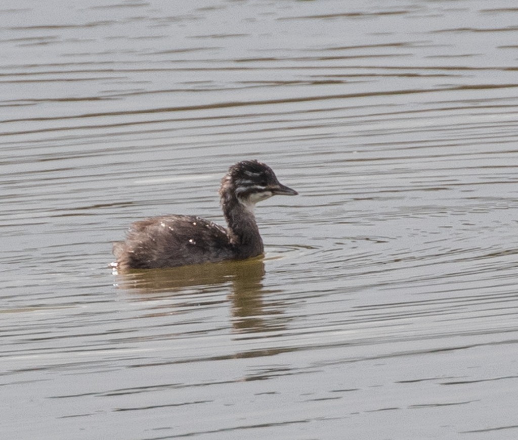 Least Grebe - Lindy Fung