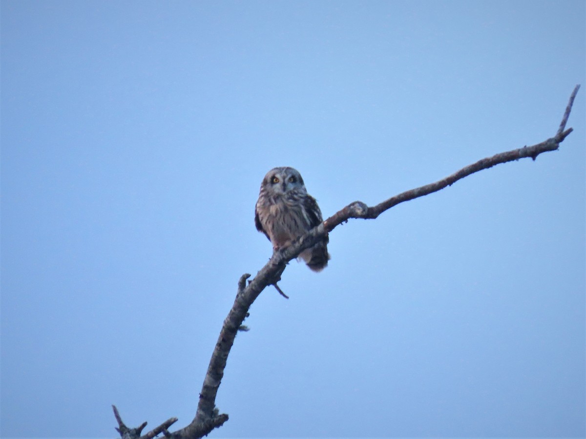 Short-eared Owl - ML208545381
