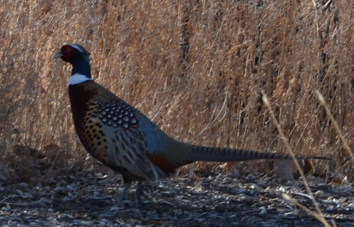 Ring-necked Pheasant - ML208547151