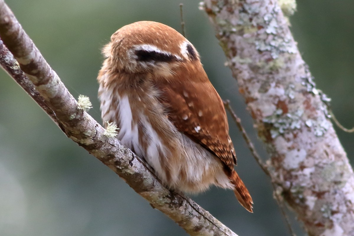 Ferruginous Pygmy-Owl - ML208552331