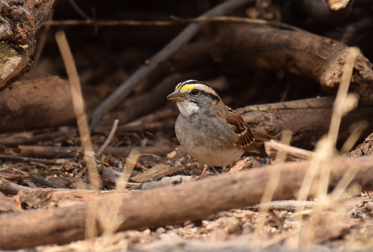 White-throated Sparrow - Ryan O'Donnell