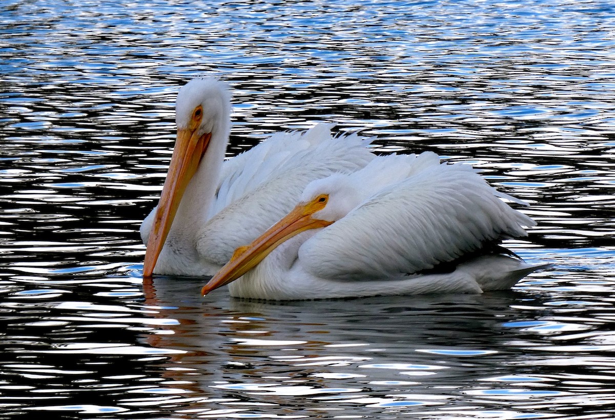 American White Pelican - Barbara Wise