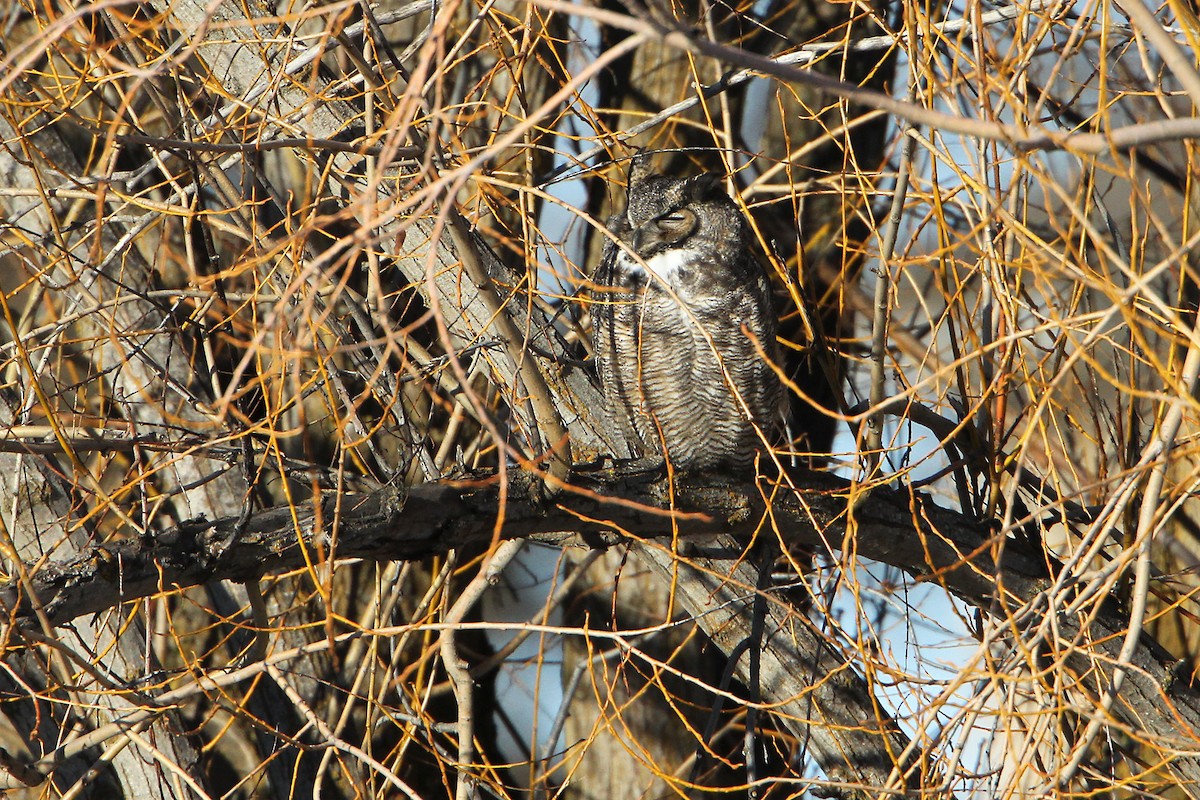 Great Horned Owl - ML208553511