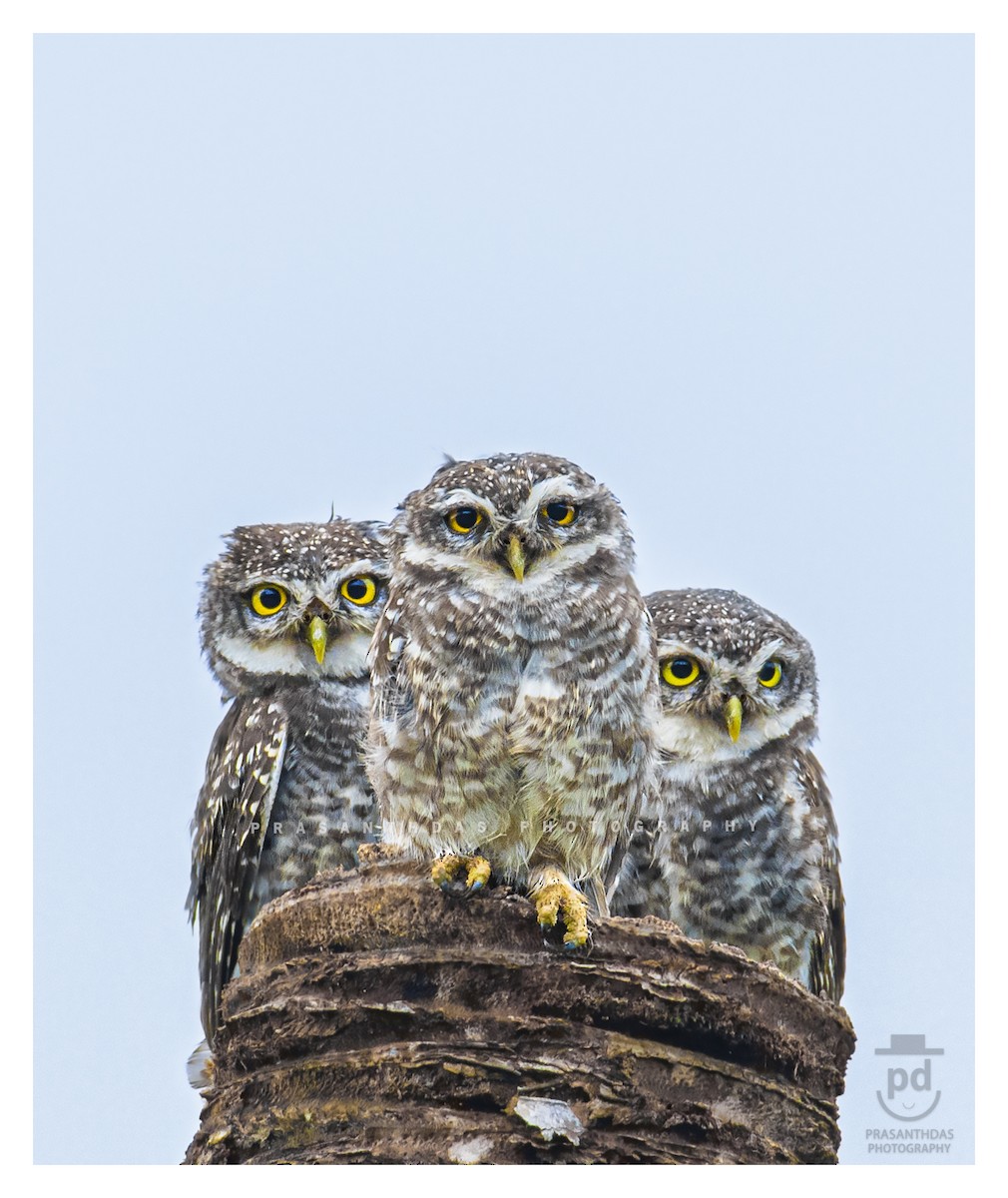 Spotted Owlet - prasanthdas ds