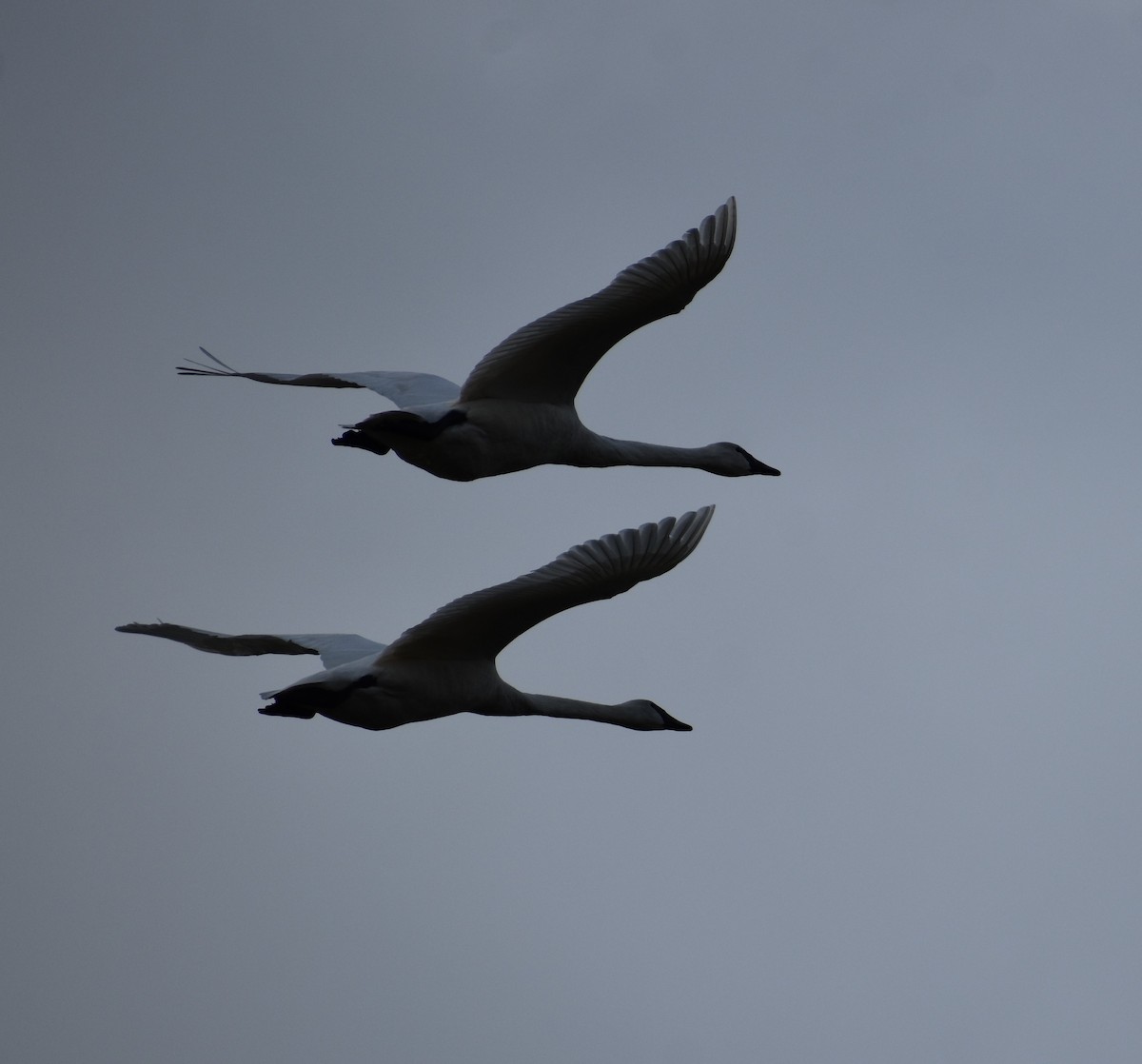 eBird Checklist 8 Feb 2020 Skagit Flats, Skagit County WA 12 species