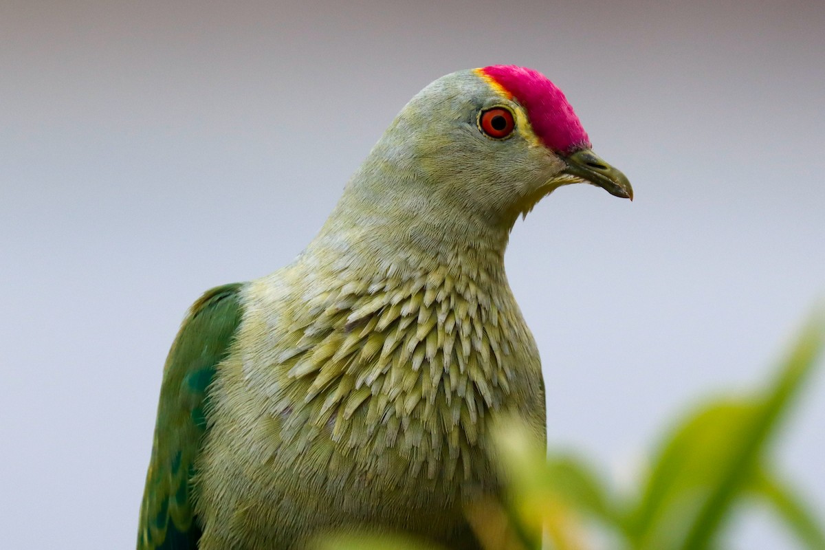 Red-bellied Fruit-Dove - David  Bound