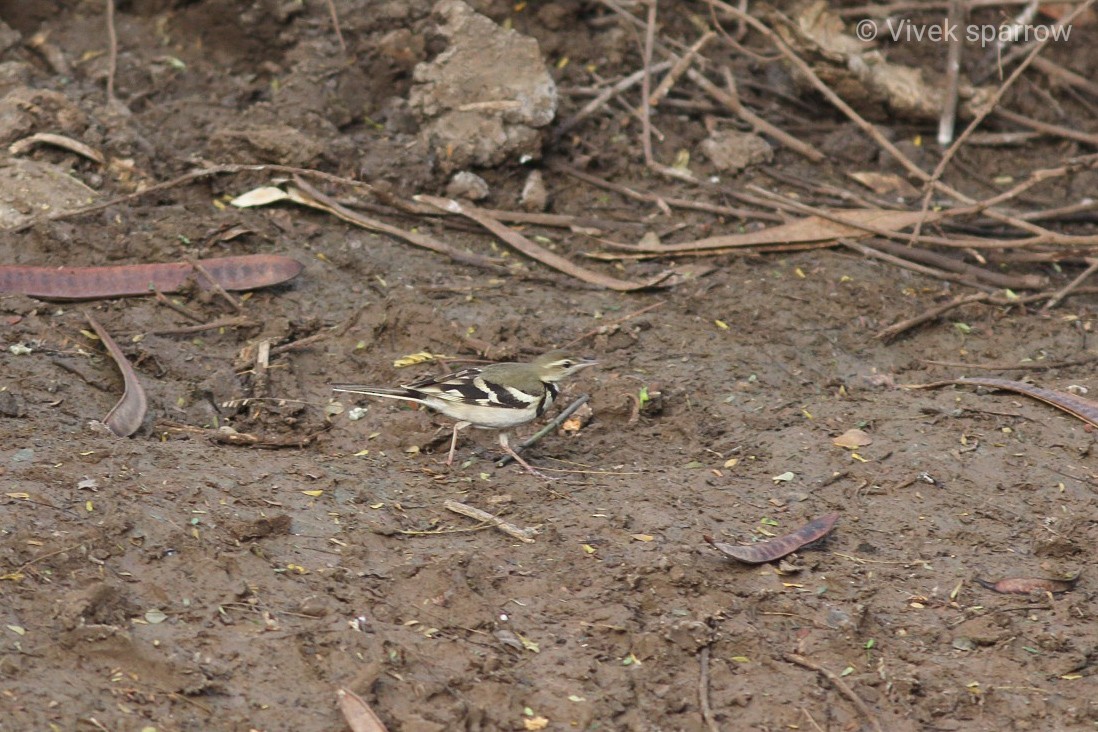 Forest Wagtail - ML208562131