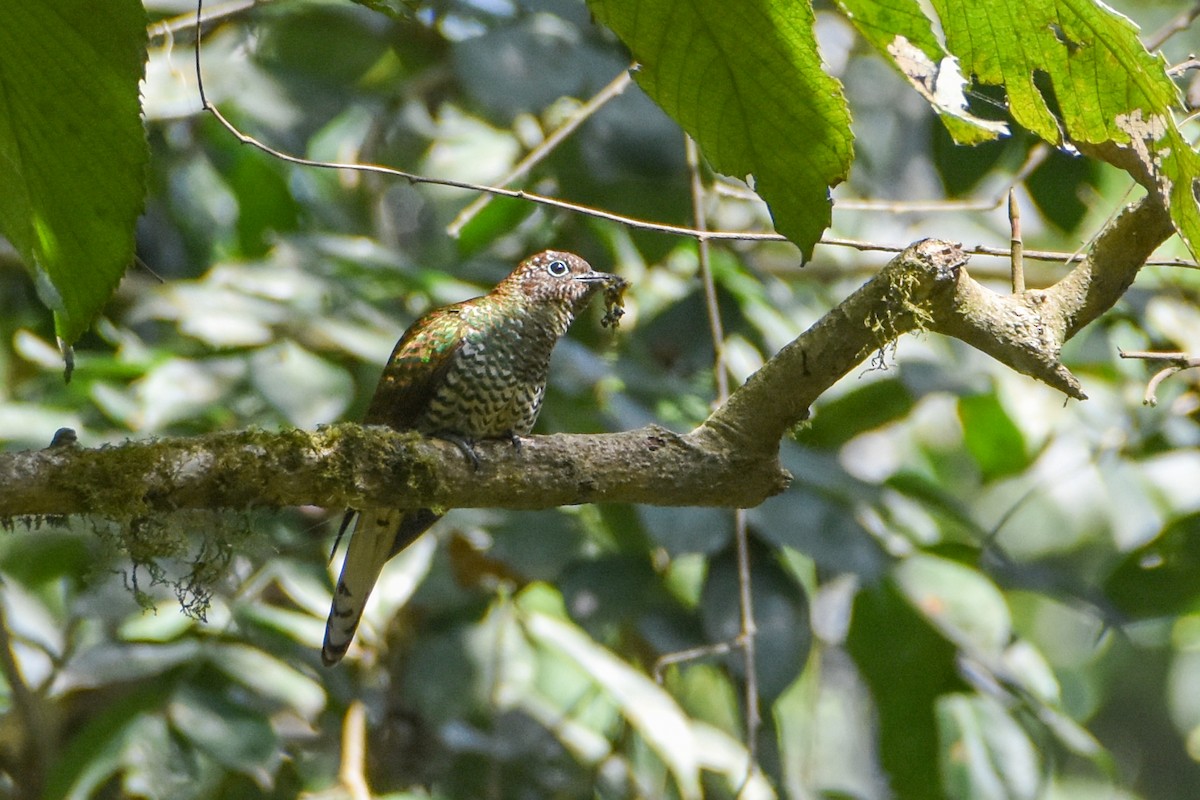African Emerald Cuckoo - Jay Pruett