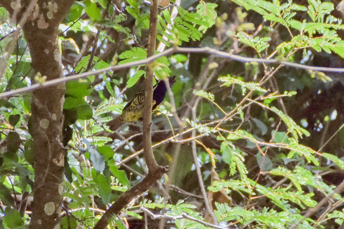 Yellow-spotted Barbet - ML208569391