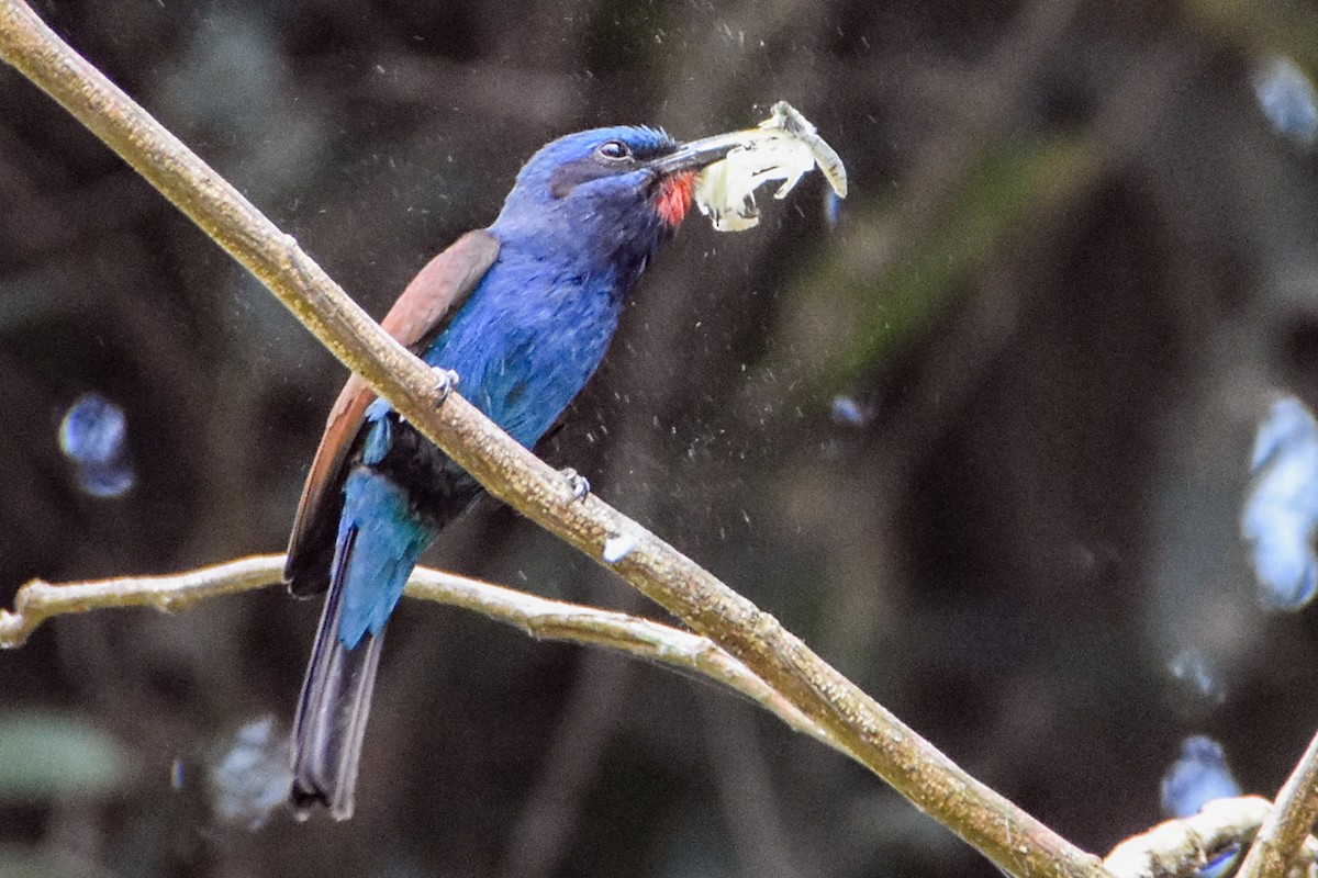 Blue-moustached Bee-eater - Jay Pruett