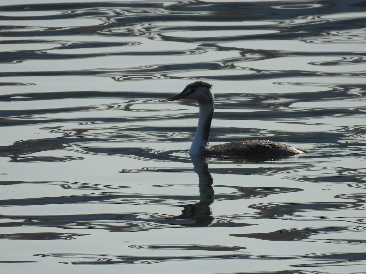 Great Crested Grebe - ML208572681