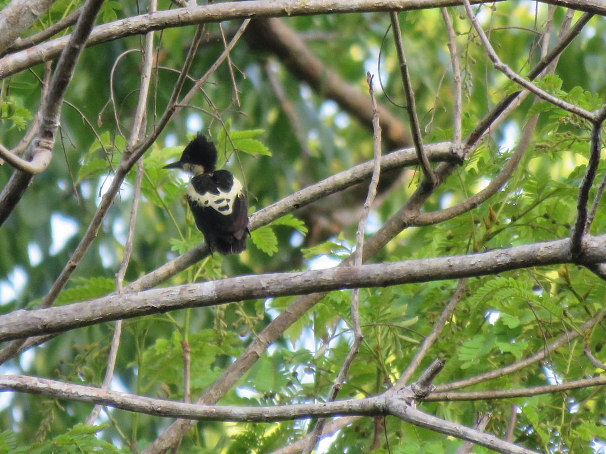 Heart-spotted Woodpecker - ML208574211