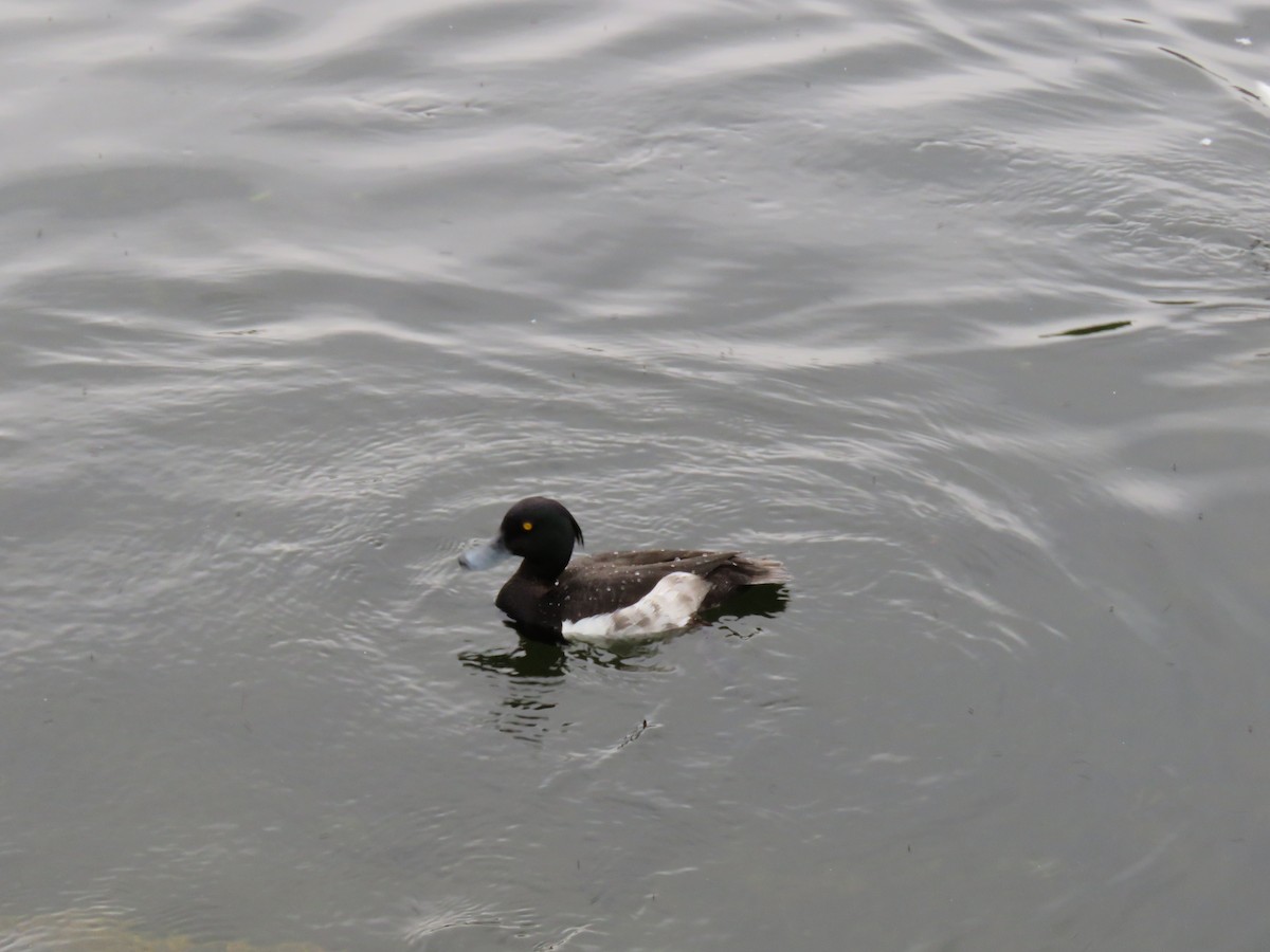 Tufted Duck - ML208575101