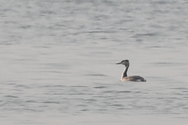 Great Crested Grebe - ML208575141