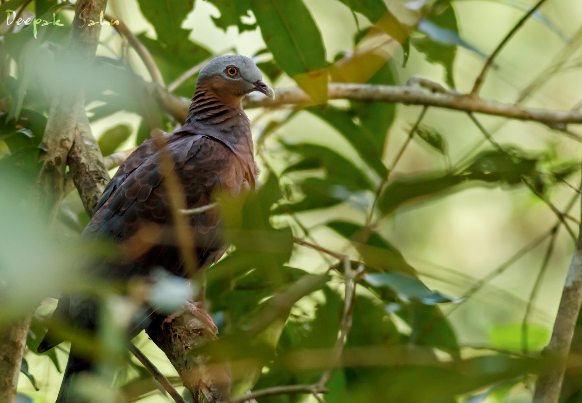 Pale-capped Pigeon - ML20857531