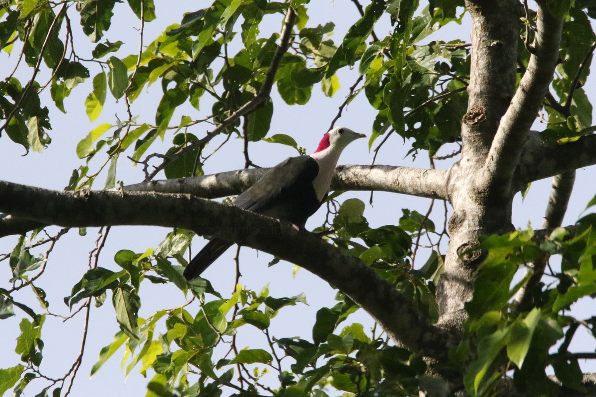 Red-naped Fruit-Dove - ML208578151