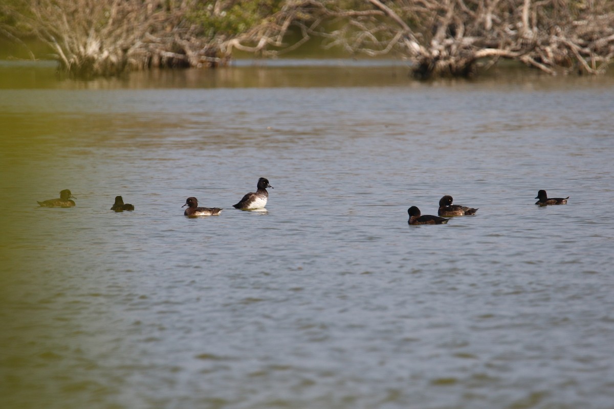 Tufted Duck - ML208579941