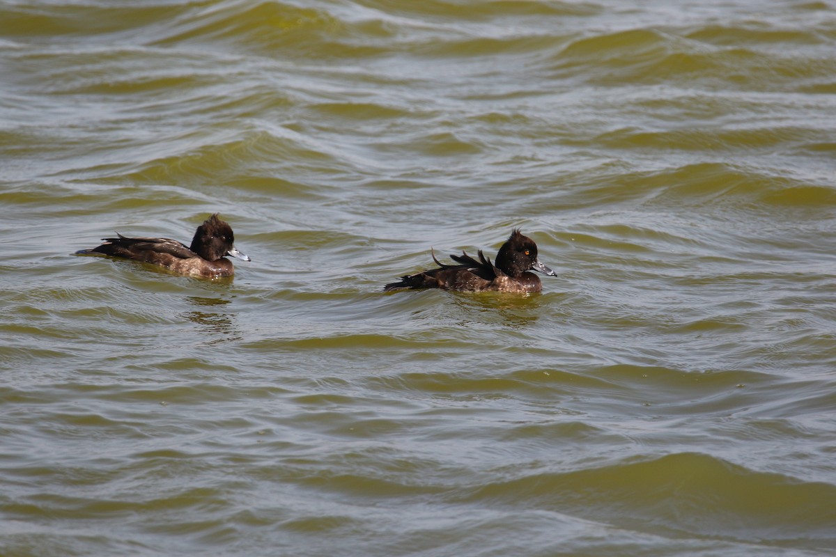 Tufted Duck - ML208580101