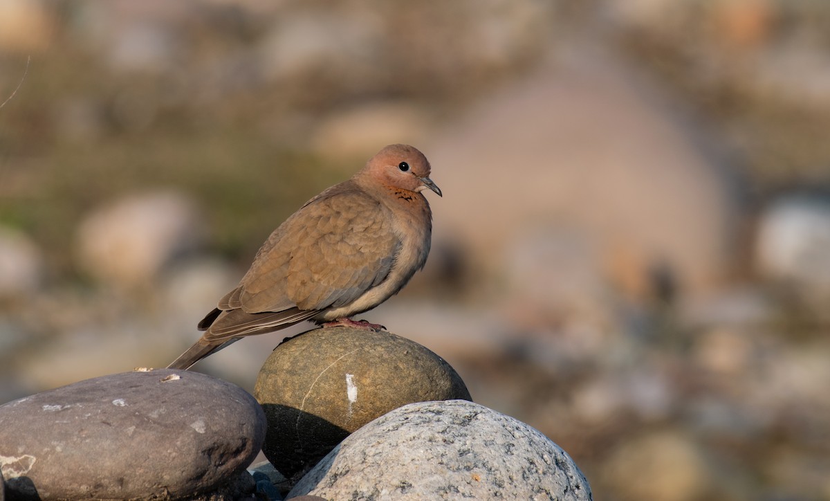 Laughing Dove - ML208580811