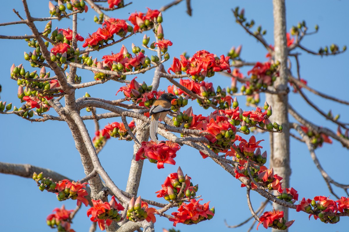 Rufous Treepie - Vatcharavee Sriprasertsil