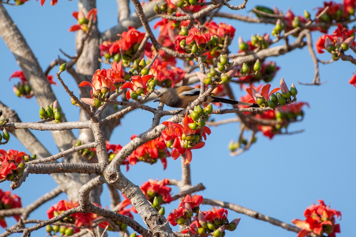 Rufous Treepie - Vatcharavee Sriprasertsil
