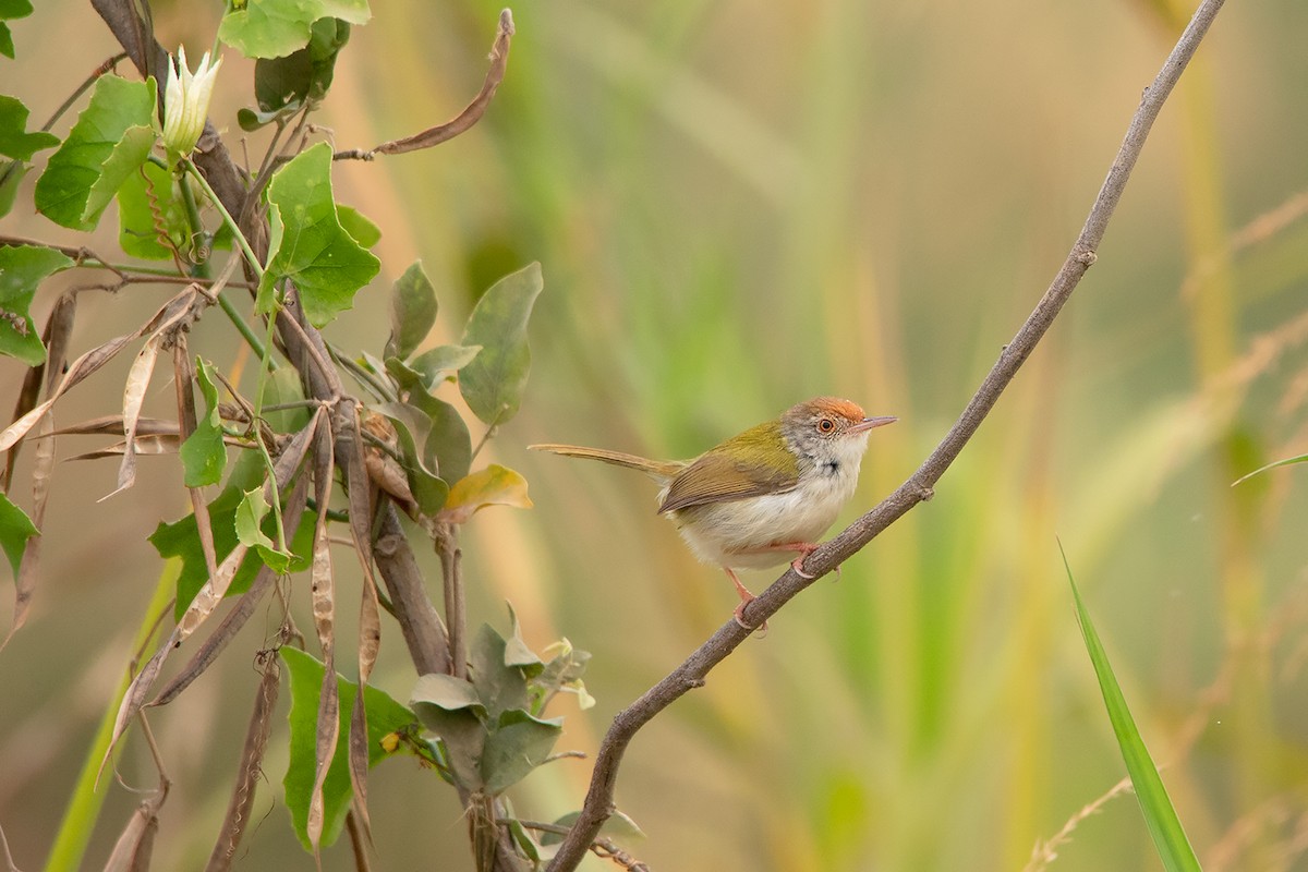 Common Tailorbird - Ayuwat Jearwattanakanok