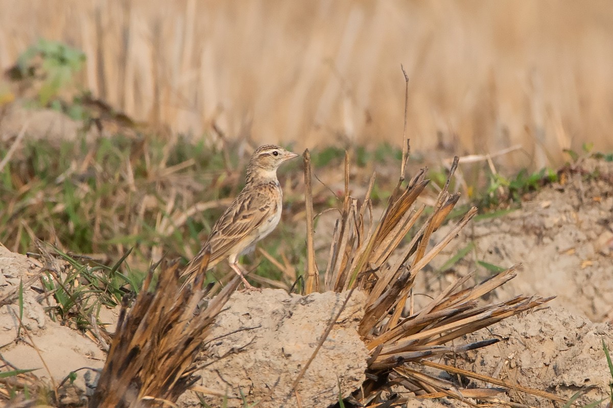 Mongolian Short-toed Lark - ML208583191