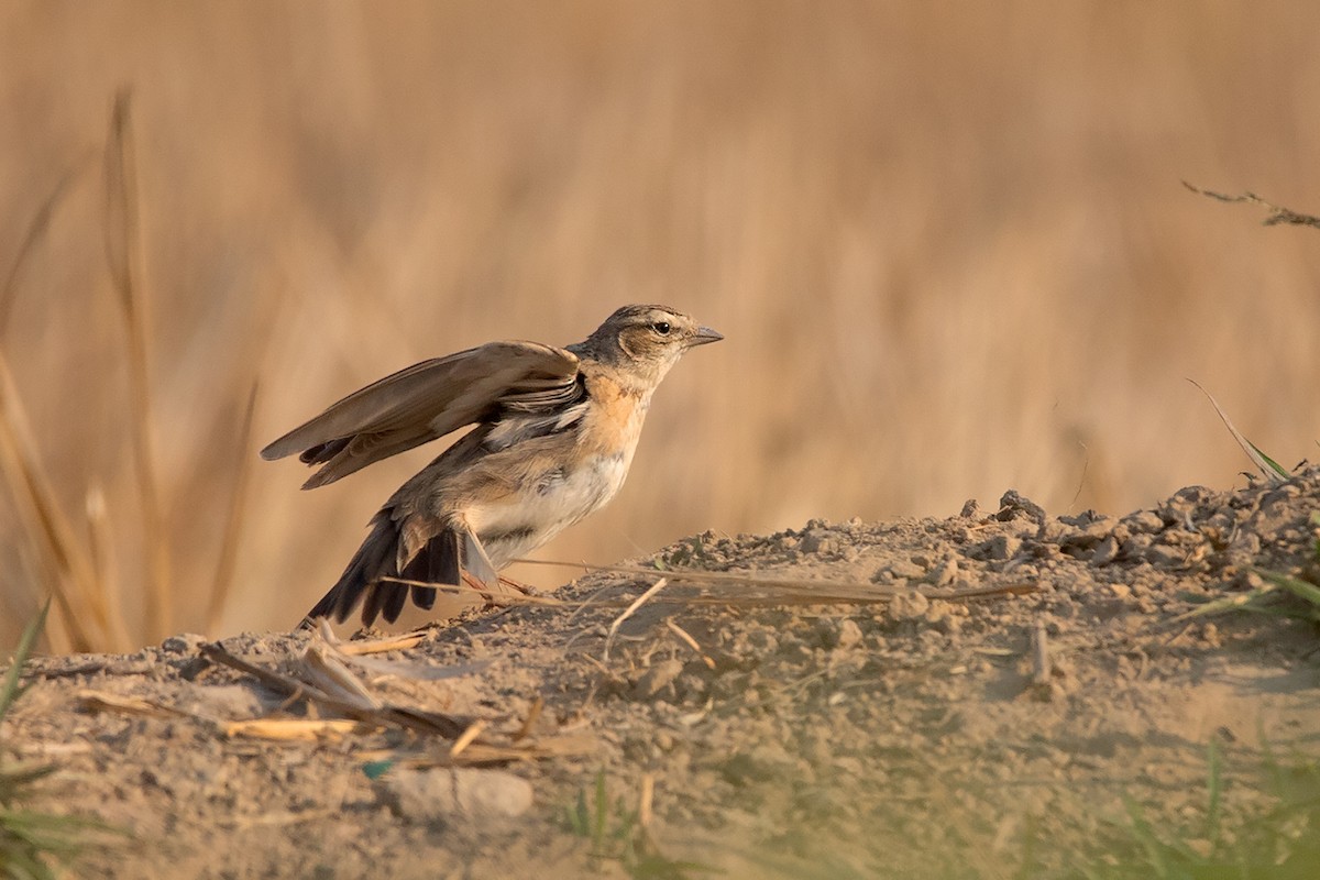 Mongolian Short-toed Lark - ML208583201