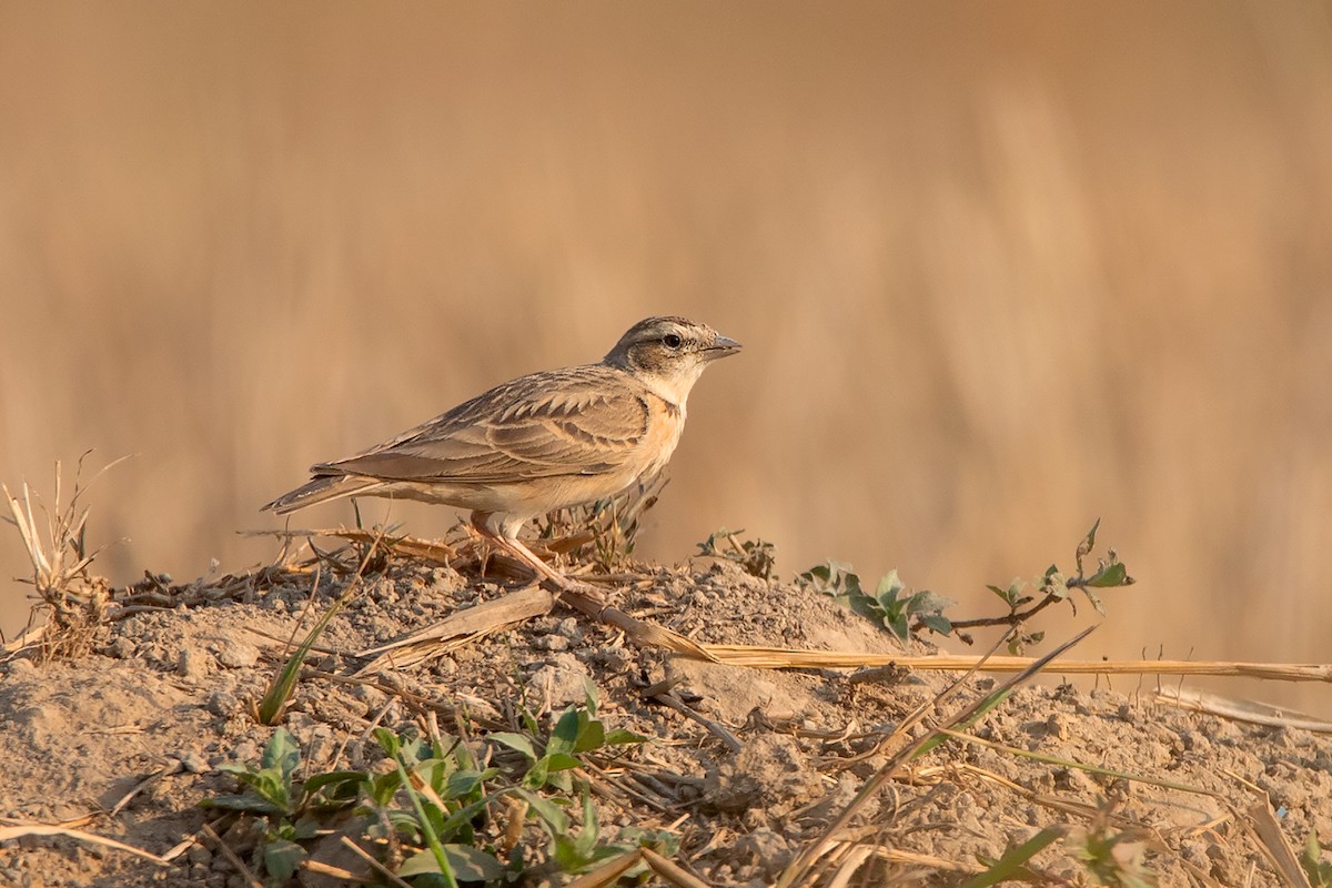 Mongolian Short-toed Lark - ML208583211