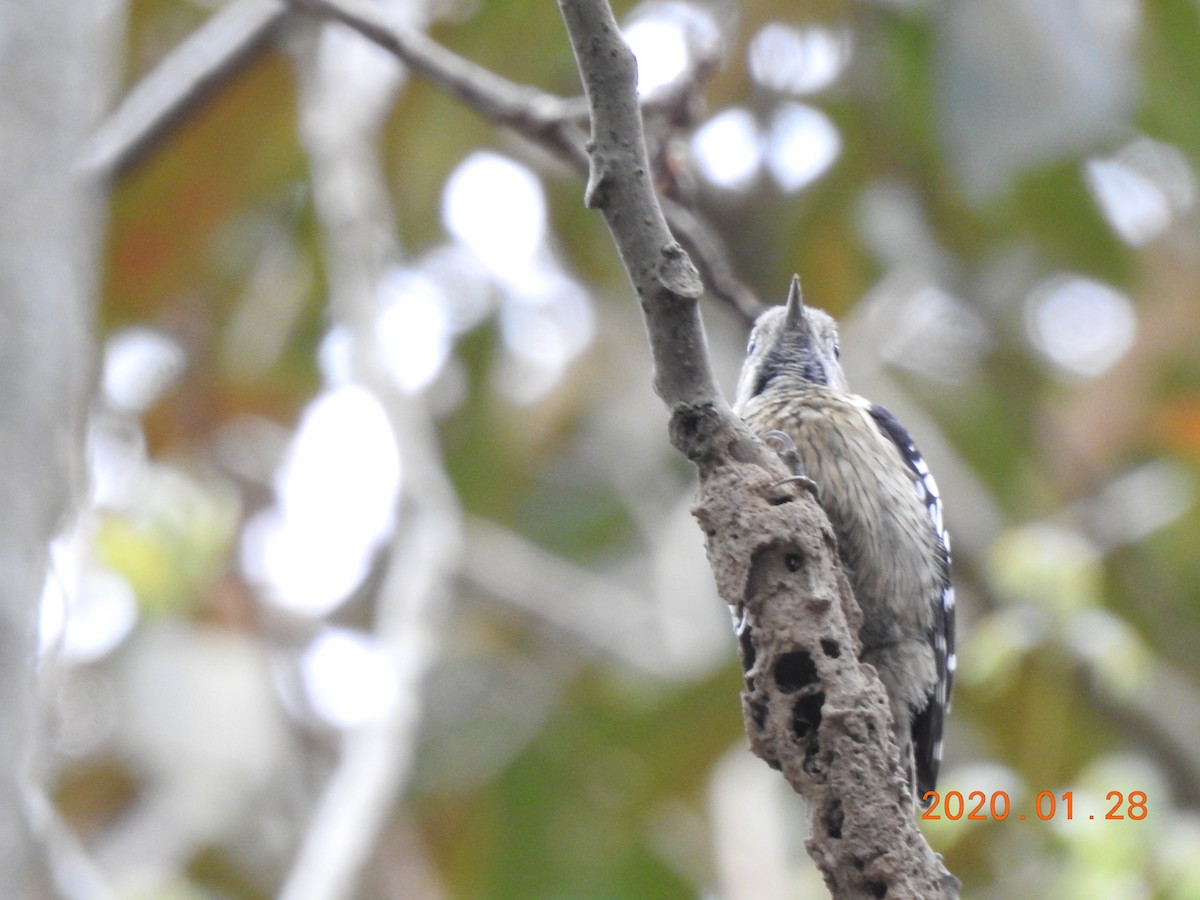 Gray-capped Pygmy Woodpecker - ML208583791