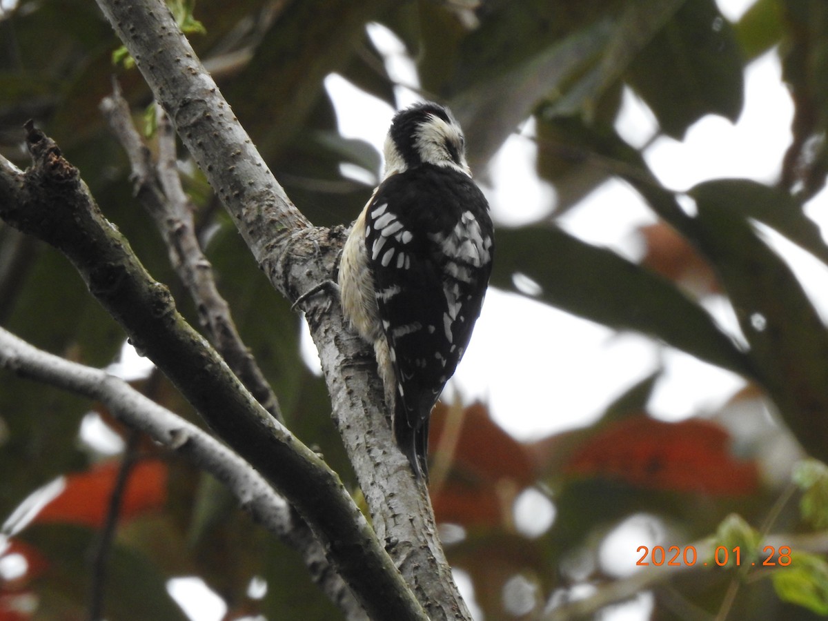 Gray-capped Pygmy Woodpecker - ML208583801