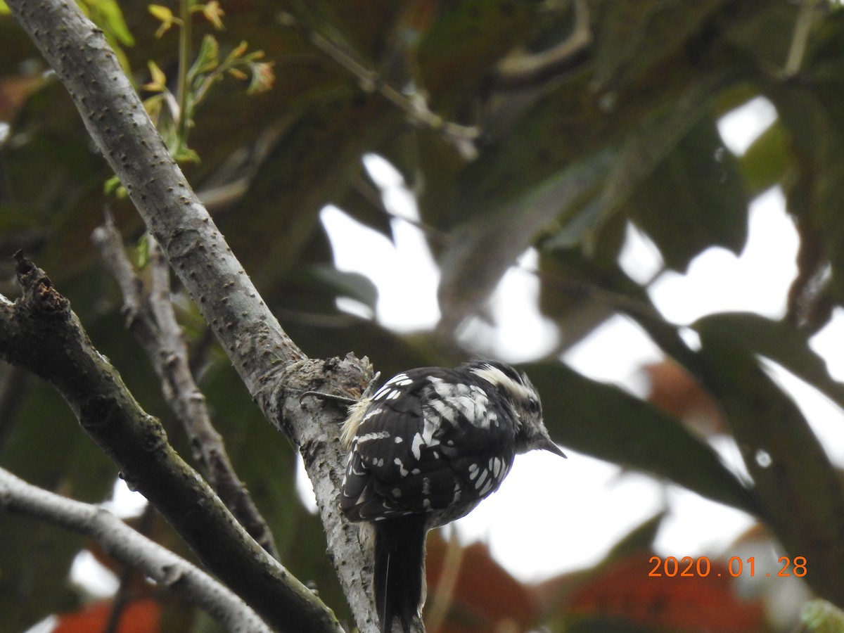 Gray-capped Pygmy Woodpecker - ML208583811