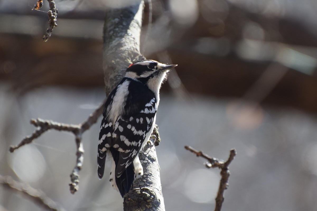 Downy Woodpecker - irina shulgina