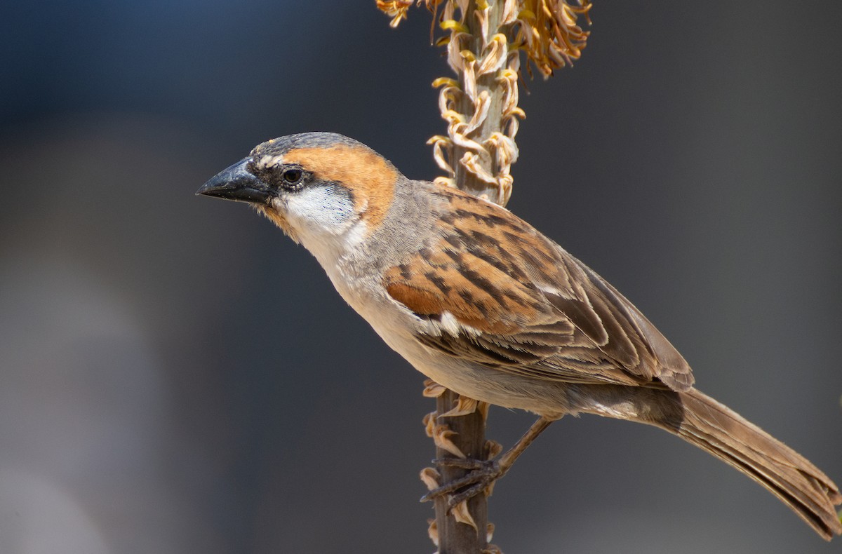 Cape Verde Sparrow - ML208591101