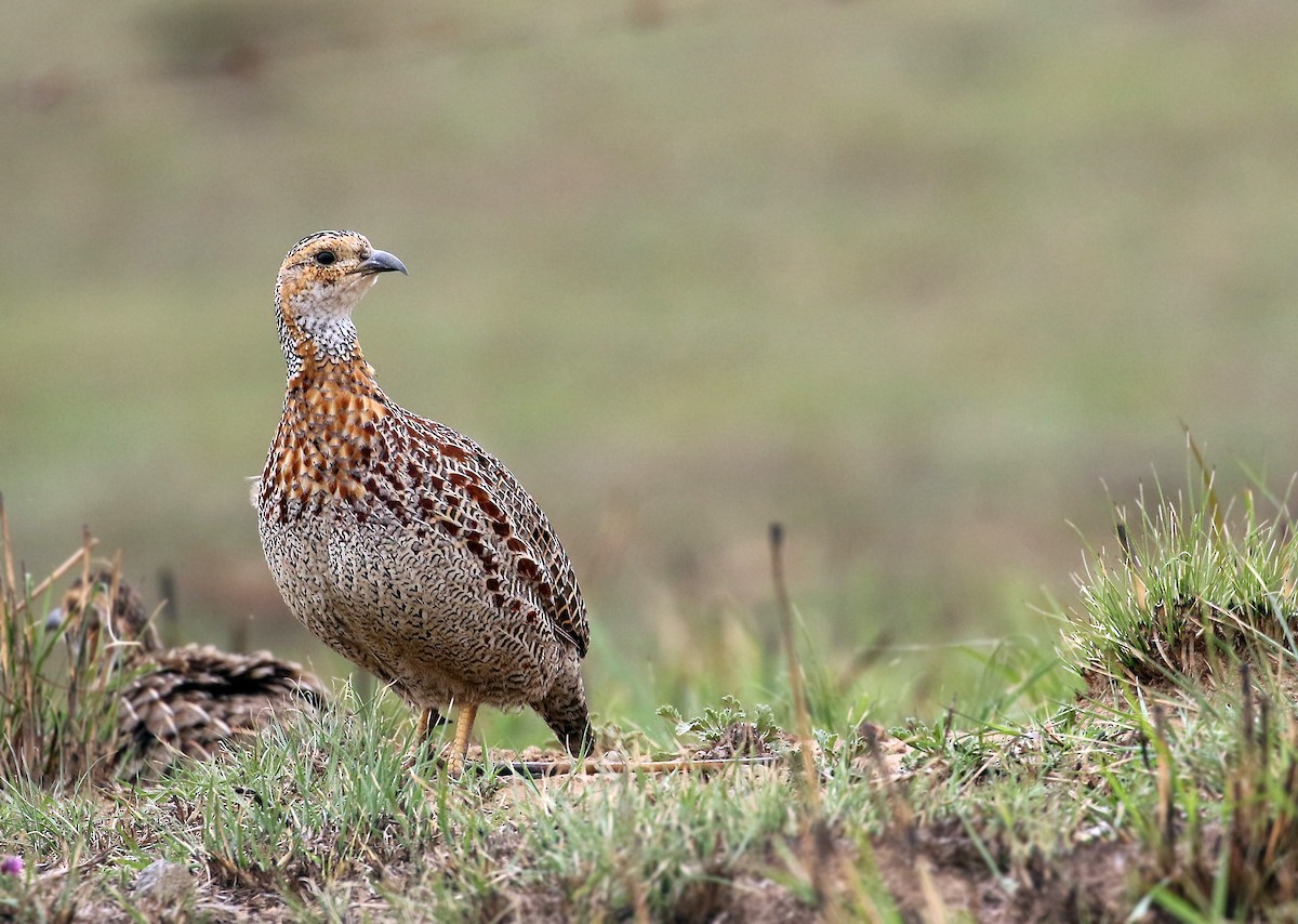 Gray-winged Francolin - Andrew Spencer
