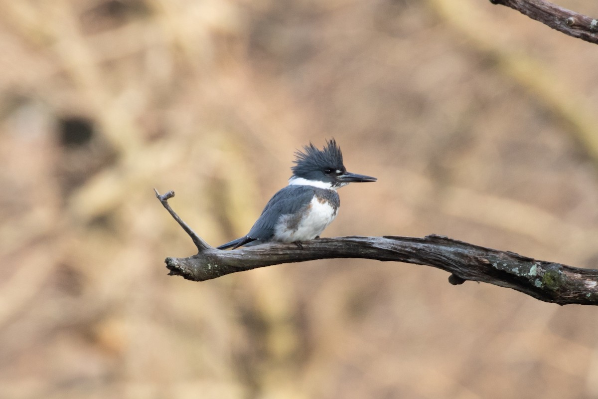 Belted Kingfisher - ML208596641