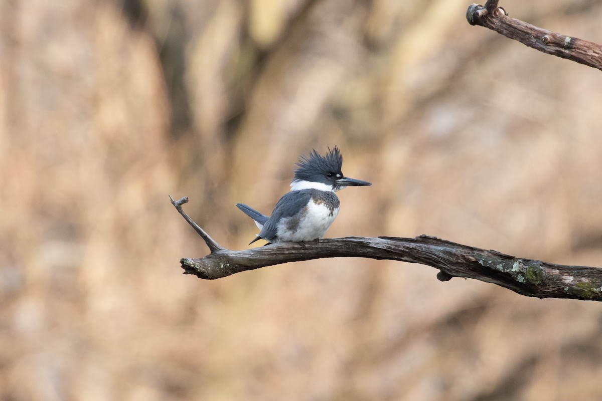 Belted Kingfisher - ML208596651