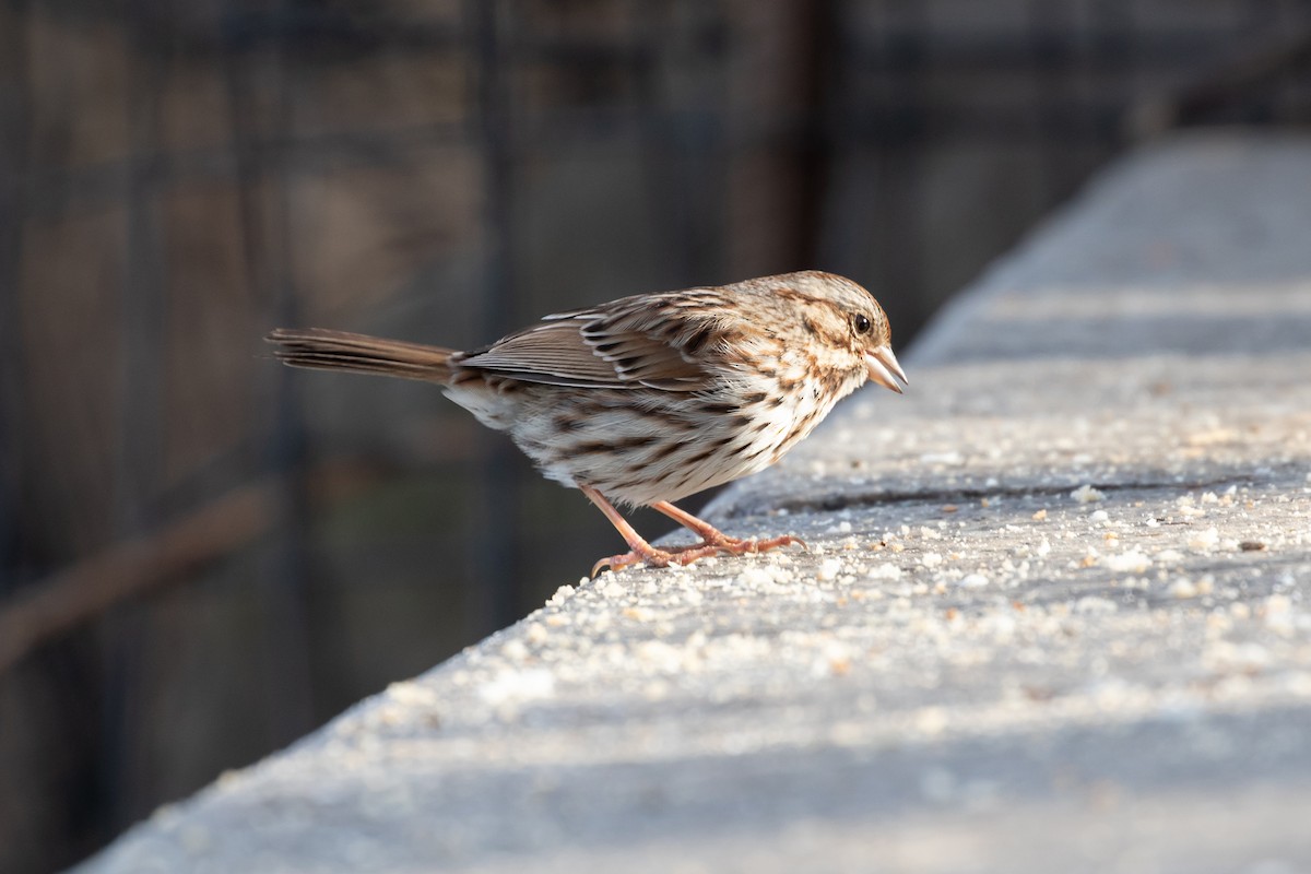 Song Sparrow - R M