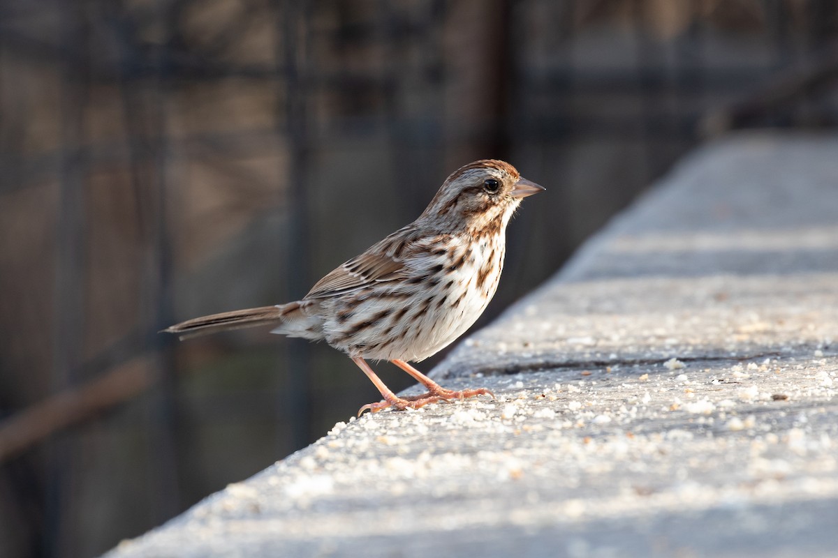 Song Sparrow - R M