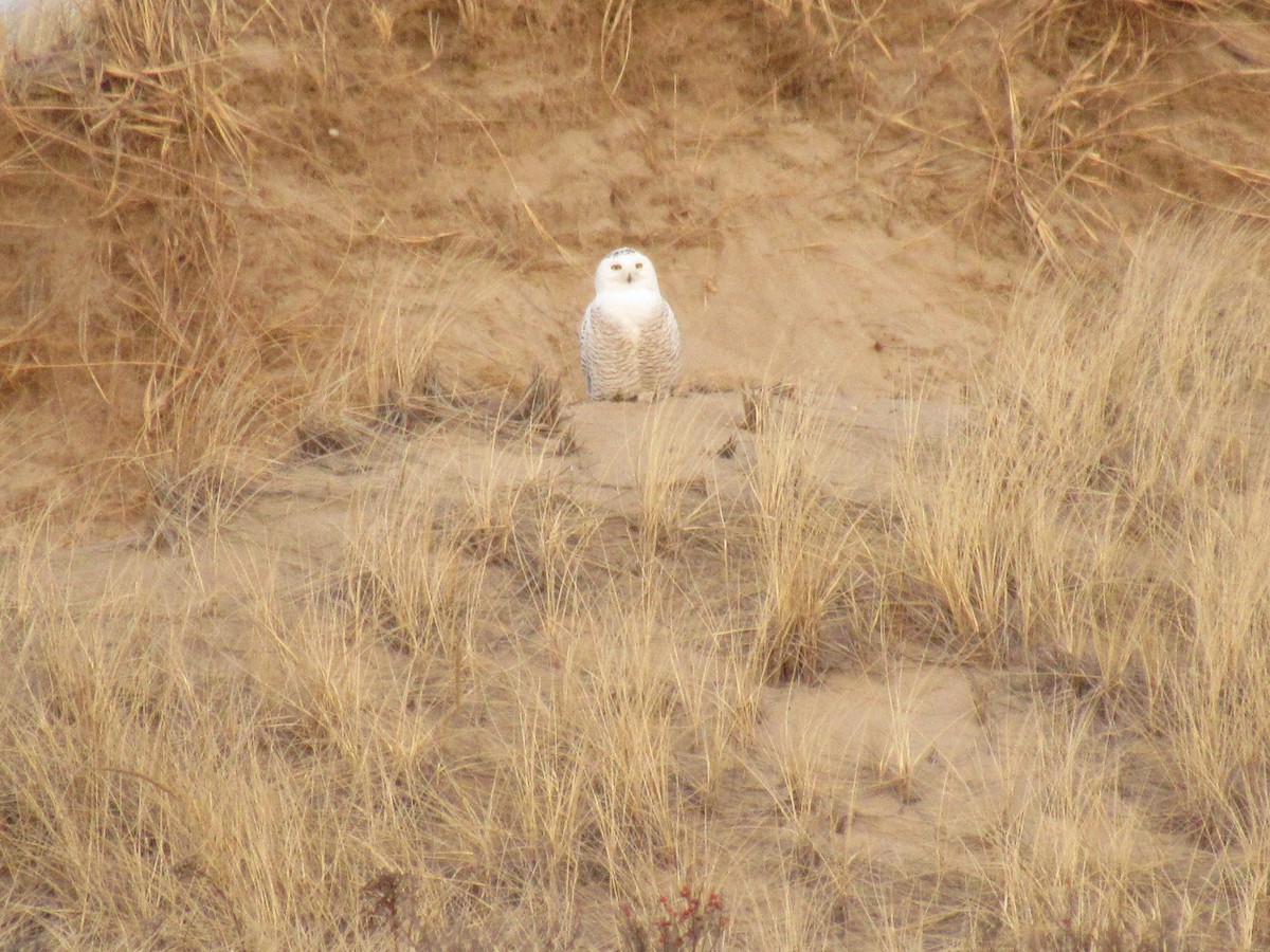 Snowy Owl - ML208597071