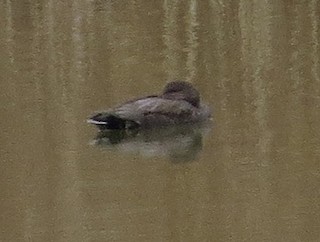 Gadwall, ML208598061