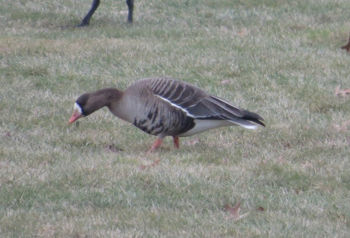 Greater White-fronted Goose - "Chia" Cory Chiappone ⚡️