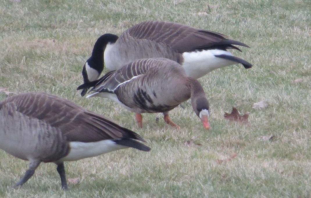 Greater White-fronted Goose - ML208599671