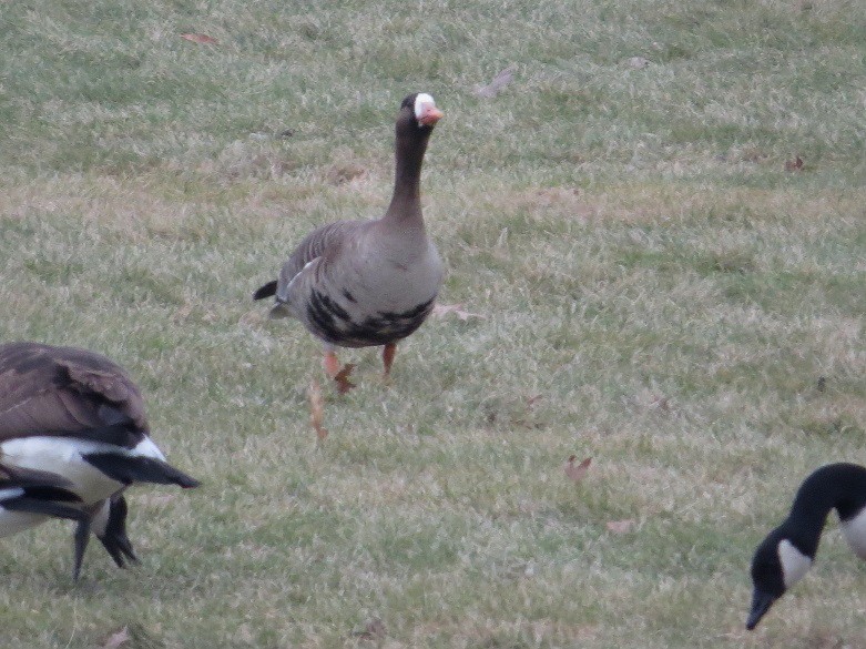 Greater White-fronted Goose - "Chia" Cory Chiappone ⚡️