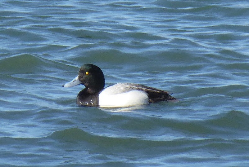 Greater Scaup - ML208600191